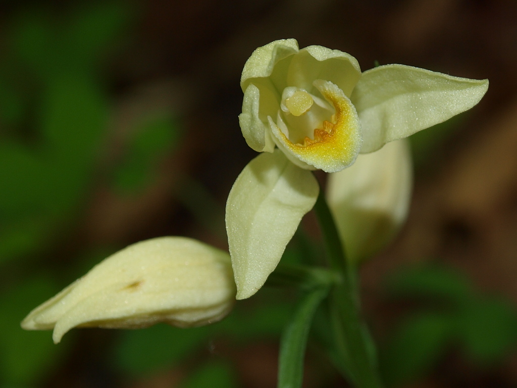 Ma le Cephalanthera mordono?